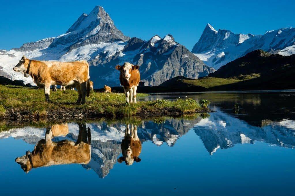 Superior Apartment 100M2 Bodmisonne - Grindelwald Zewnętrze zdjęcie